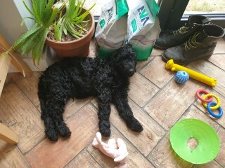 New dog owner - grooming advice! 