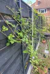 To silently seethe about neighbours weeds in my garden (pics)