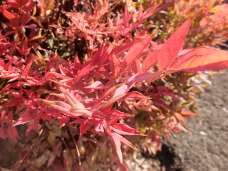 Name of this small, fiery herbey border plant?