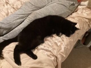 Thread 36.1 Covid Cohort , The Night Before Results Distraction Thread