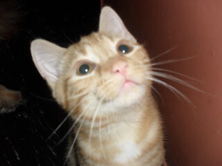 Sol passed away last night :(