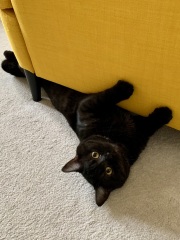 Am I being hunted?