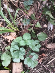 Plant id please 