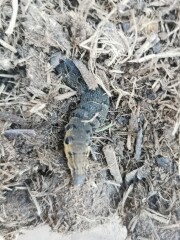Caterpillar identification? 