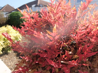 Name of this small, fiery herbey border plant?