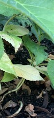 Hydrangea lower leaves turning yellow (photos) why?