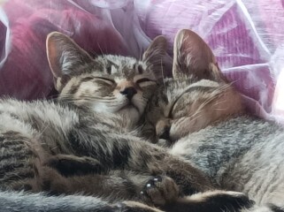 Just for the love of Tabby Cats- not enough tabby love
