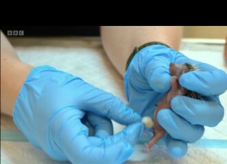 To ask you to please help hedgehogs and other wildlife prepare for winter