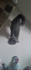Is this cat pregnant?