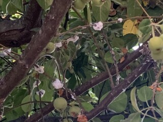 Scale insects? Help needed!