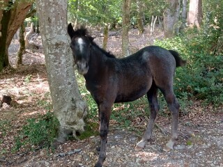 Come chat hiking with me!