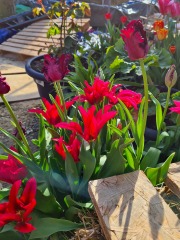 Where do you buy your spring bulbs?