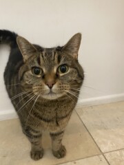 Just for the love of Tabby Cats- not enough tabby love