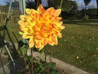 Who’s growing Dahlias this year