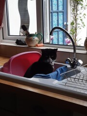 What's the daftest thing your cat has done today - pics please!