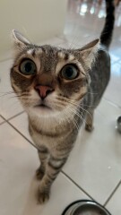 Just for the love of Tabby Cats- not enough tabby love