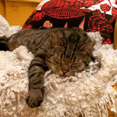 Just for the love of Tabby Cats- not enough tabby love