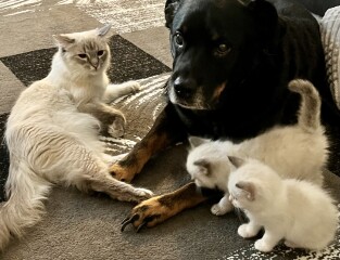 First family dog?