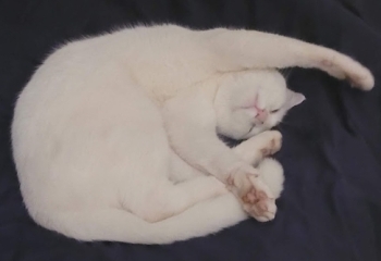 Guilt after getting new kitten (tw cat death)