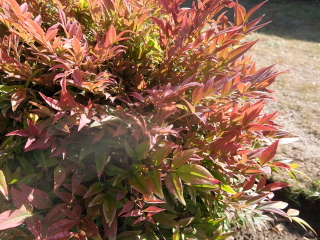 Name of this small, fiery herbey border plant?