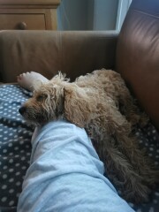 Puppy Survival Thread: muddy footprints into Spring 2022