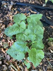 Plant ID please