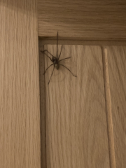big spiders appearing in house, just me?