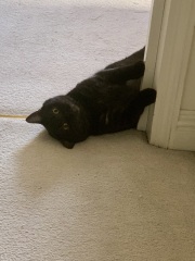 Am I being hunted?