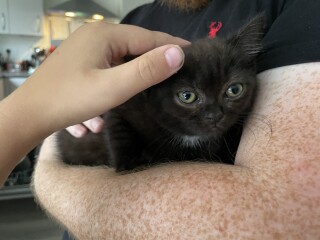 Meet Muffin