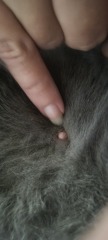 Is this cat pregnant?