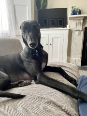 What is the best dog breed for my buddy?