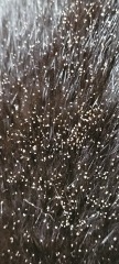 Treating Lice??
