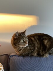 Just for the love of Tabby Cats- not enough tabby love