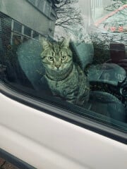 Just for the love of Tabby Cats- not enough tabby love