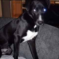 What sort of dog is this (pic)
