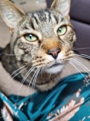 Just for the love of Tabby Cats- not enough tabby love