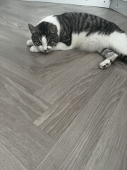 Just for the love of Tabby Cats- not enough tabby love