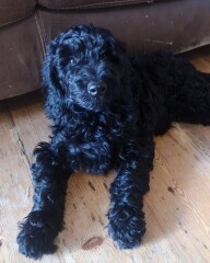 New dog owner - grooming advice! 