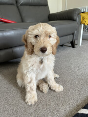 Puppy Survival Thread: Surviving into Summer 2022