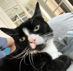 Just for the love of Tabby Cats- not enough tabby love