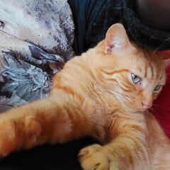 Just for the love of Tabby Cats- not enough tabby love