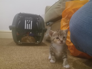 Unusual cat name suggestions please!