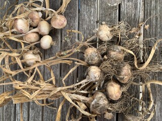 The Vegetable Patch