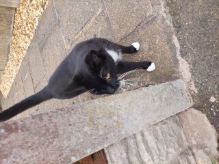 Found cat that's been missing for over a year