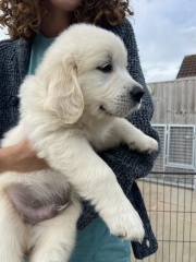 Puppy Survival Thread: Surviving into Summer 2022