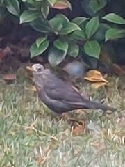 What bird is this, please?