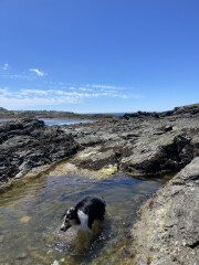 Dogs who love the beach
