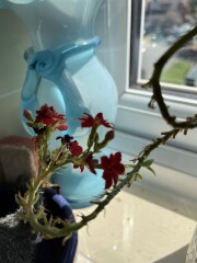 What indoor plant is this?