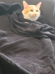 My kitten is fat...