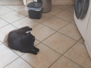 Mouse in the kitchen.  Any ideas?